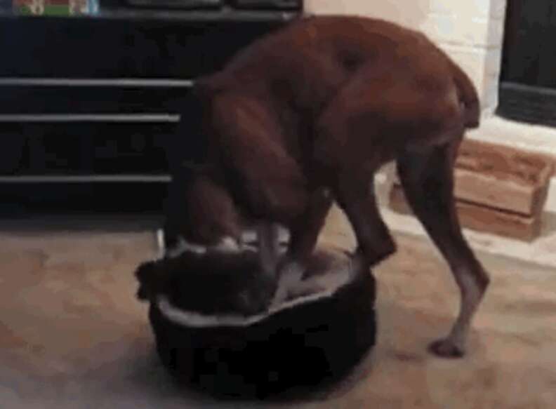 Why does my dog dig in sales the bed before he lays down