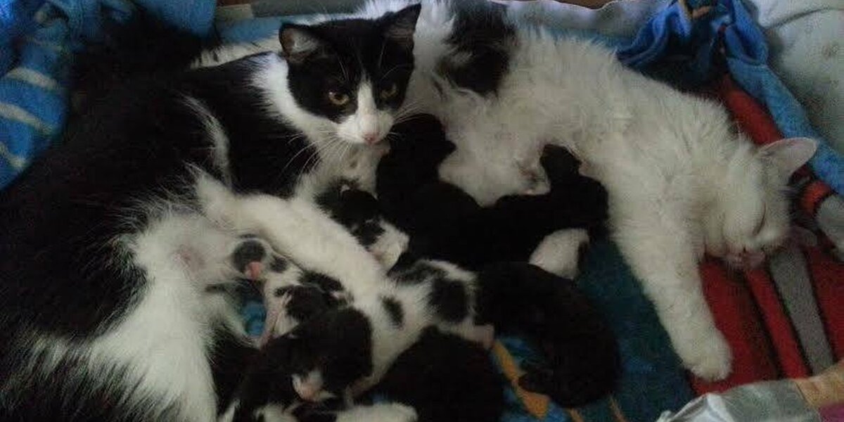 Shelter Cat Sisters Share Parenting Duties For All 12 Of Their Kittens ...