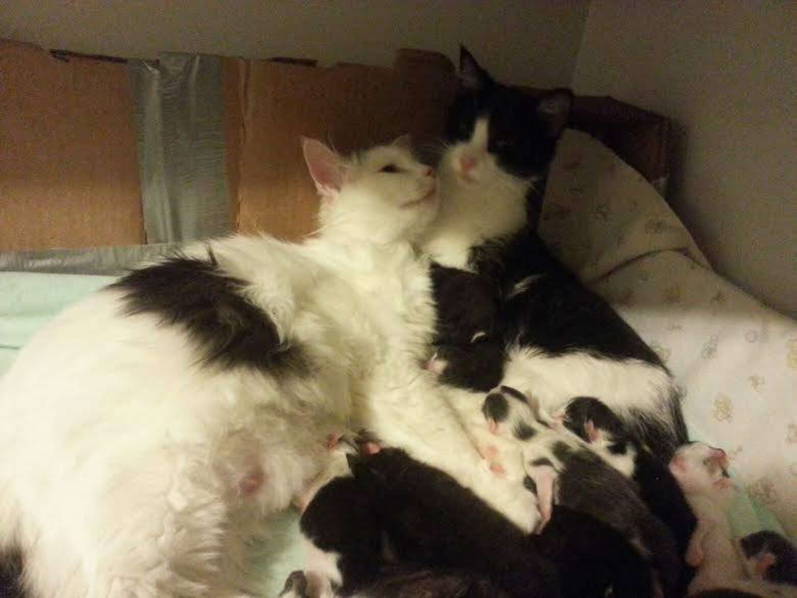 Shelter Cat Sisters Share Parenting Duties For All 12 Of Their Kittens ...