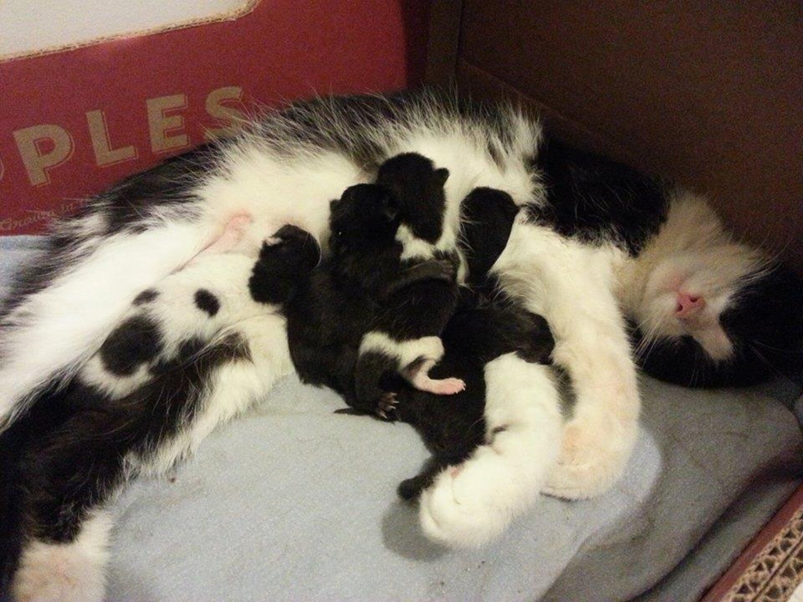 Shelter Cat Sisters Share Parenting Duties For All 12 Of Their Kittens
