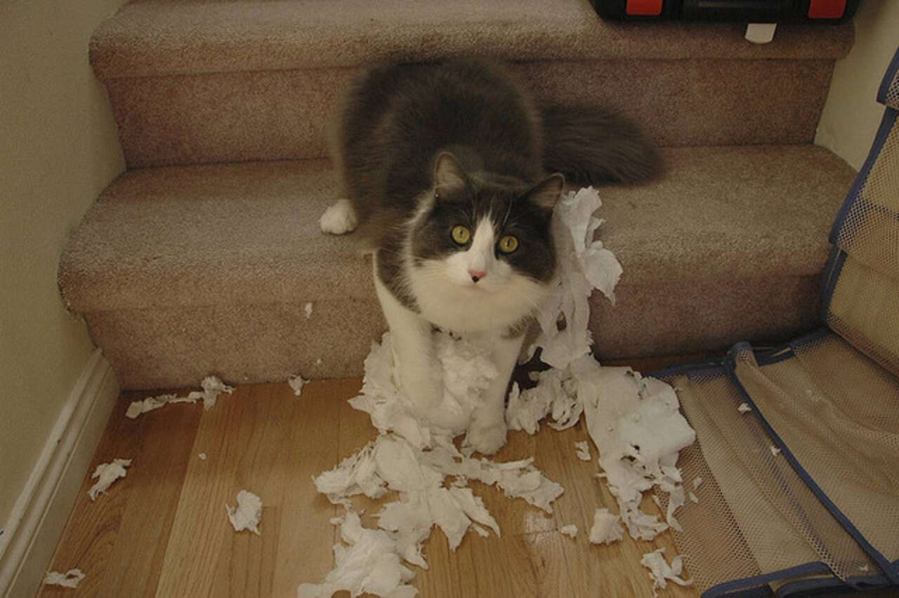 Кот рвет бумагу