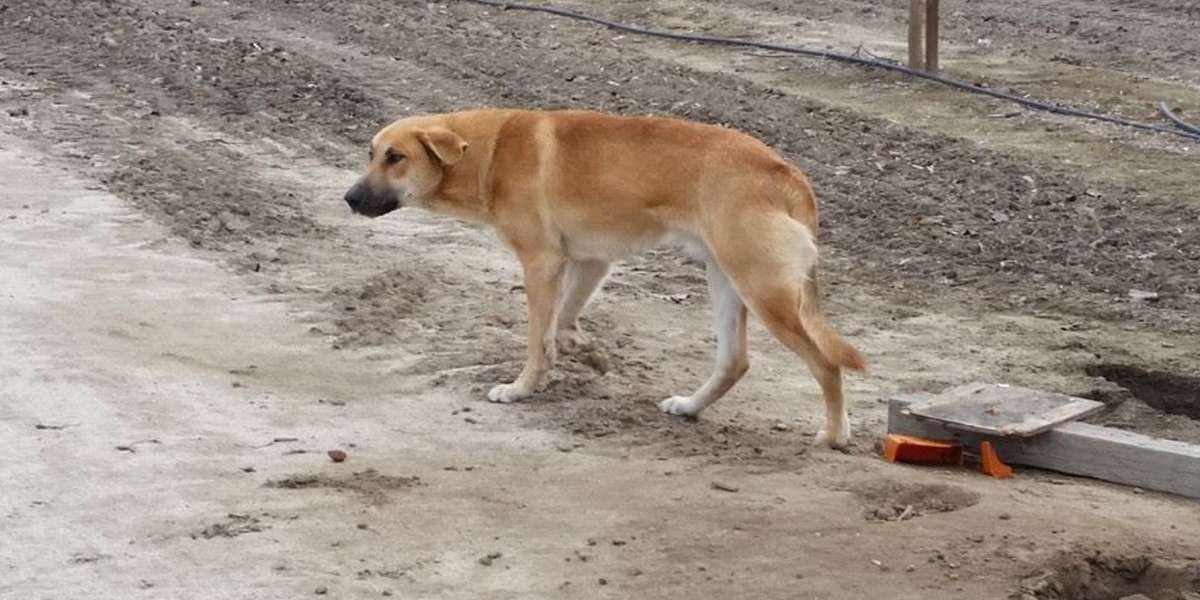 Rescuer Writes A Perfect Letter To The Jerk Who Abandoned This Dog ...