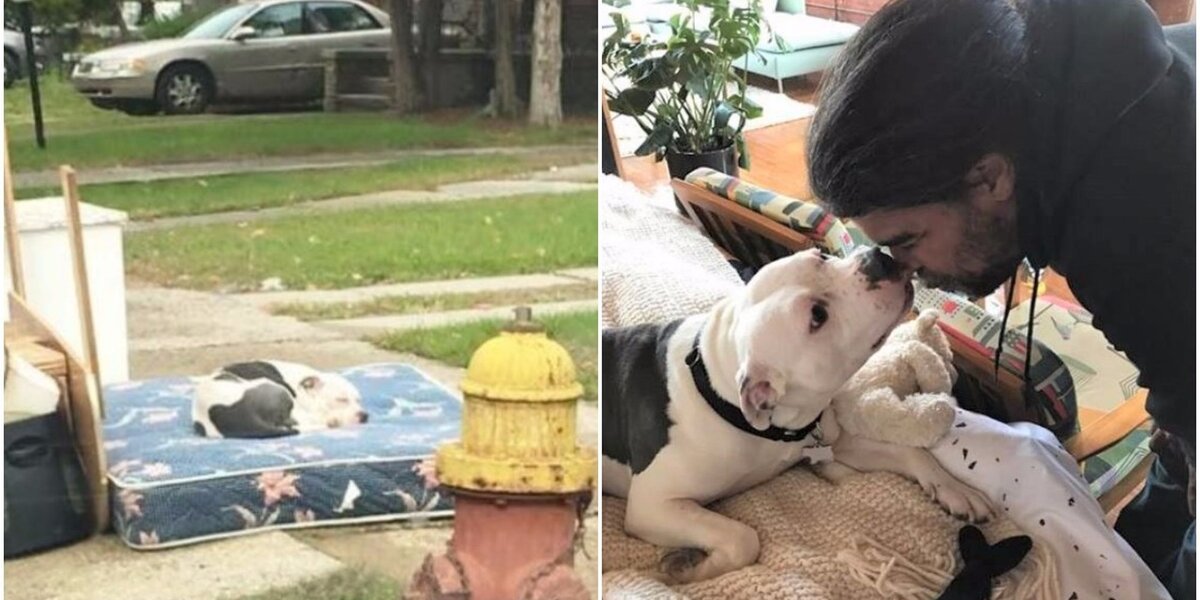 Dog Dumped On Curb Never Forgot The Man Who Got Him A Real ...