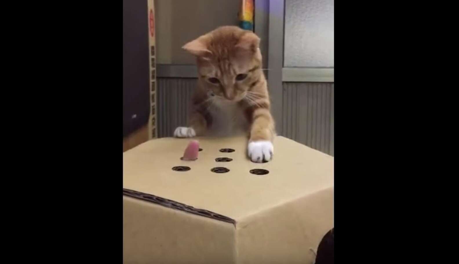 Fierce Little Cat Takes 'Whack-A-Finger' Game VERY Seriously - The Dodo