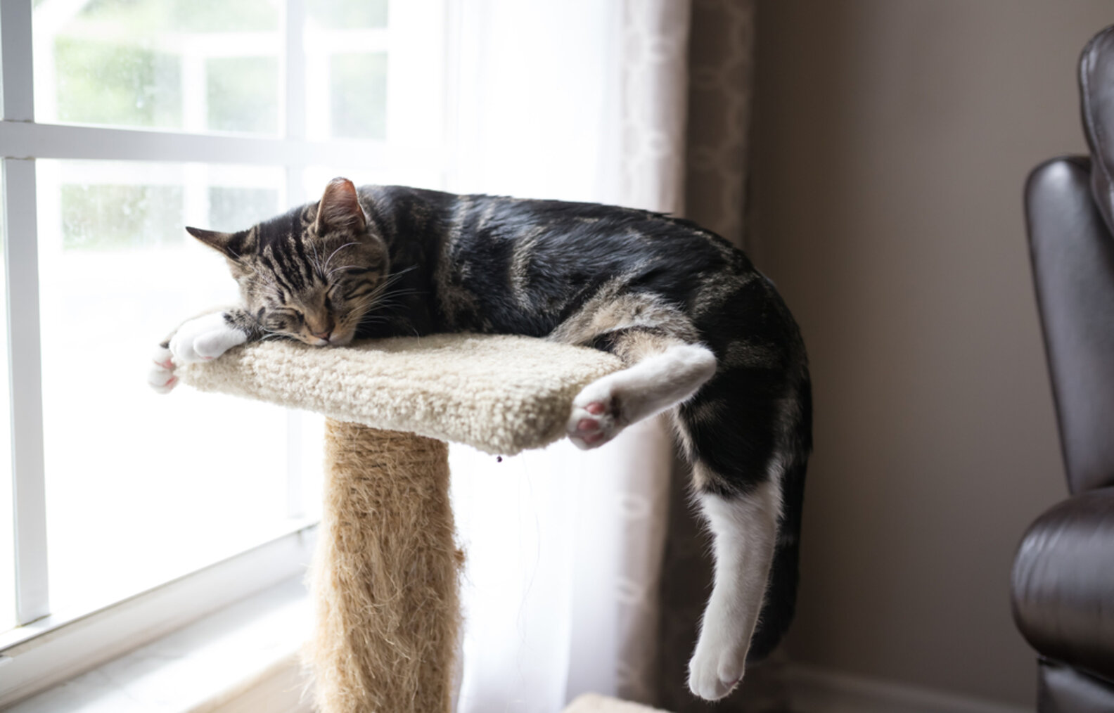 Cats Scratching Furniture Why They Do It And How To Stop It The Dodo