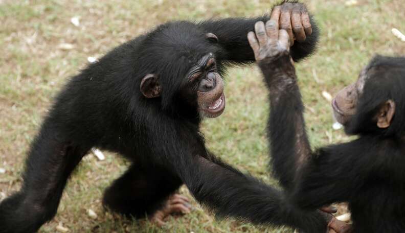 experiments on chimpanzees