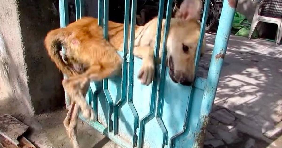 Dog helping best sale dog over gate