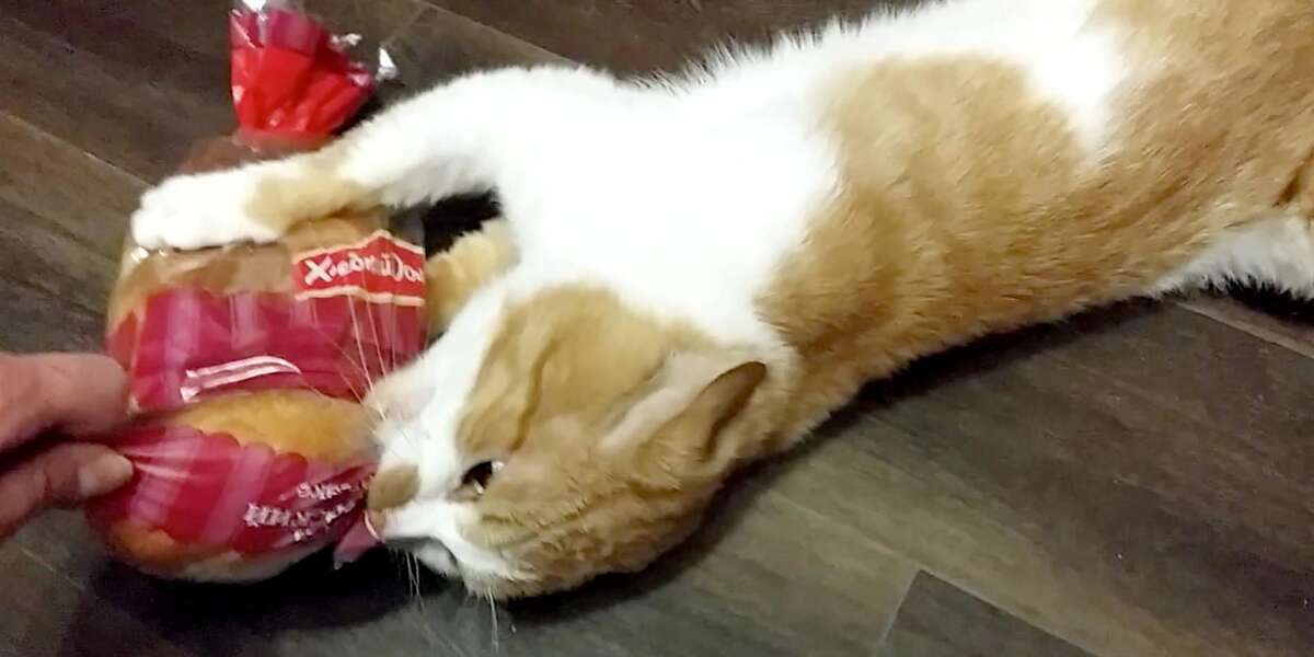 Cat REFUSES To Let Go Of This Bread - Videos - The Dodo