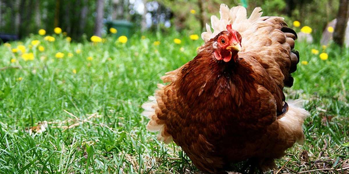 The Way Chickens Are Killed Is Hell On Earth And Legal The Dodo