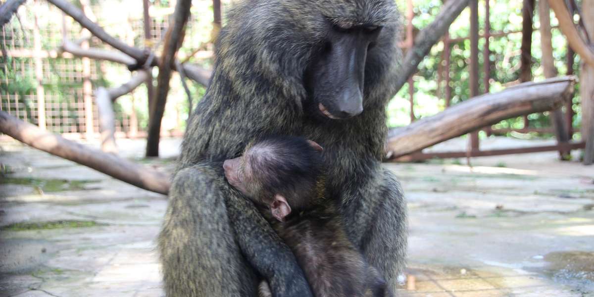 Baboon Orphaned After Mom Was Killed By Poachers Gets Saved - The Dodo