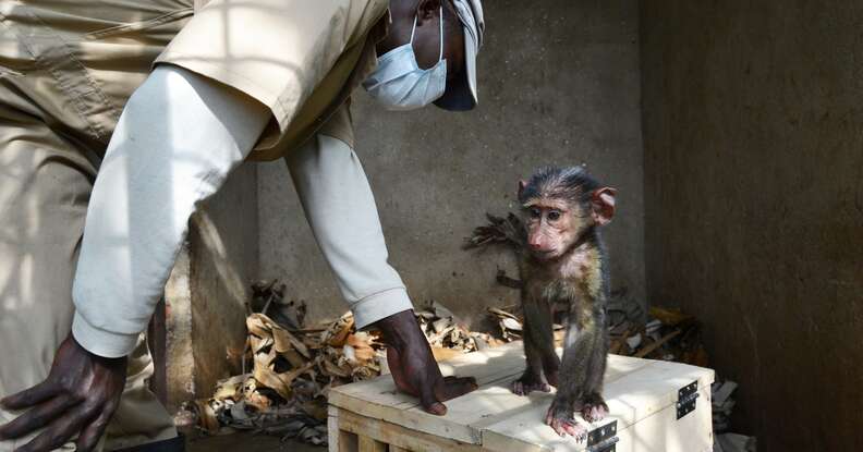 Orphaned baboon being rescued