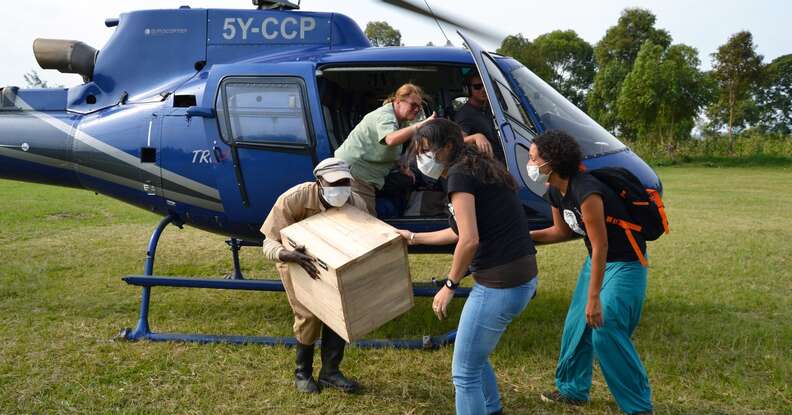Orphaned baboon being transported to rehabilitation center