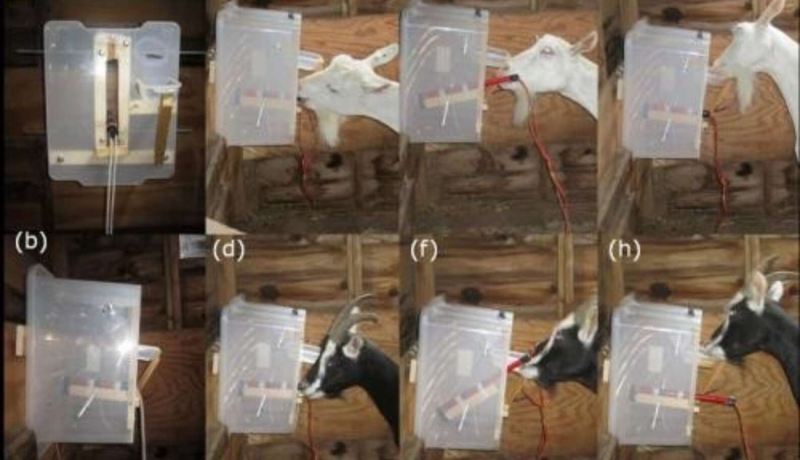 Goats Are Actually Quite Clever, Study Proves - The Dodo