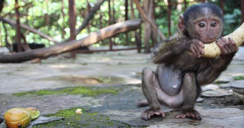 Orphaned baboon eating fruit after rescue