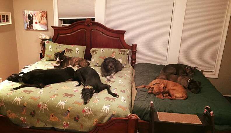 Couple Adopts So Many Dogs They Need A Second Bed - The Dodo