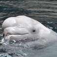 How Vancouver Aquarium's longest-lived beluga became a symbol for the anti-captivity movement