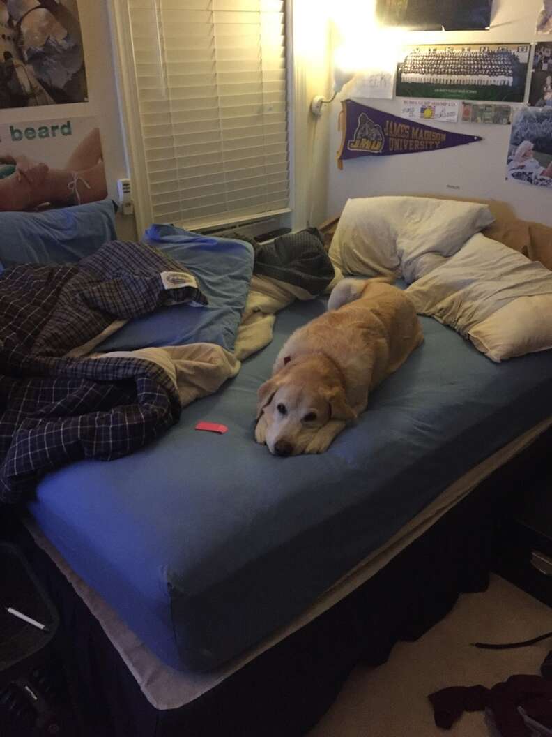 12 Pets Who Aren t Sorry They Stole Your Bed The Dodo