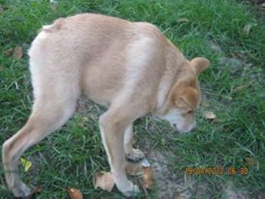 Meet The Dog Who Stayed Small While His Siblings Grew Big - The Dodo