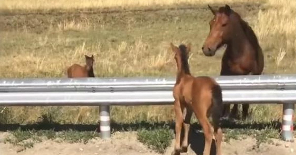 Baby Horse Needs A Little Help To Reunite With Her Mom The Dodo