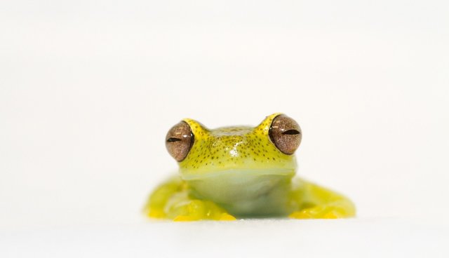 5 Ridiculously Simple Ways To Help The Endangered Animals In Your