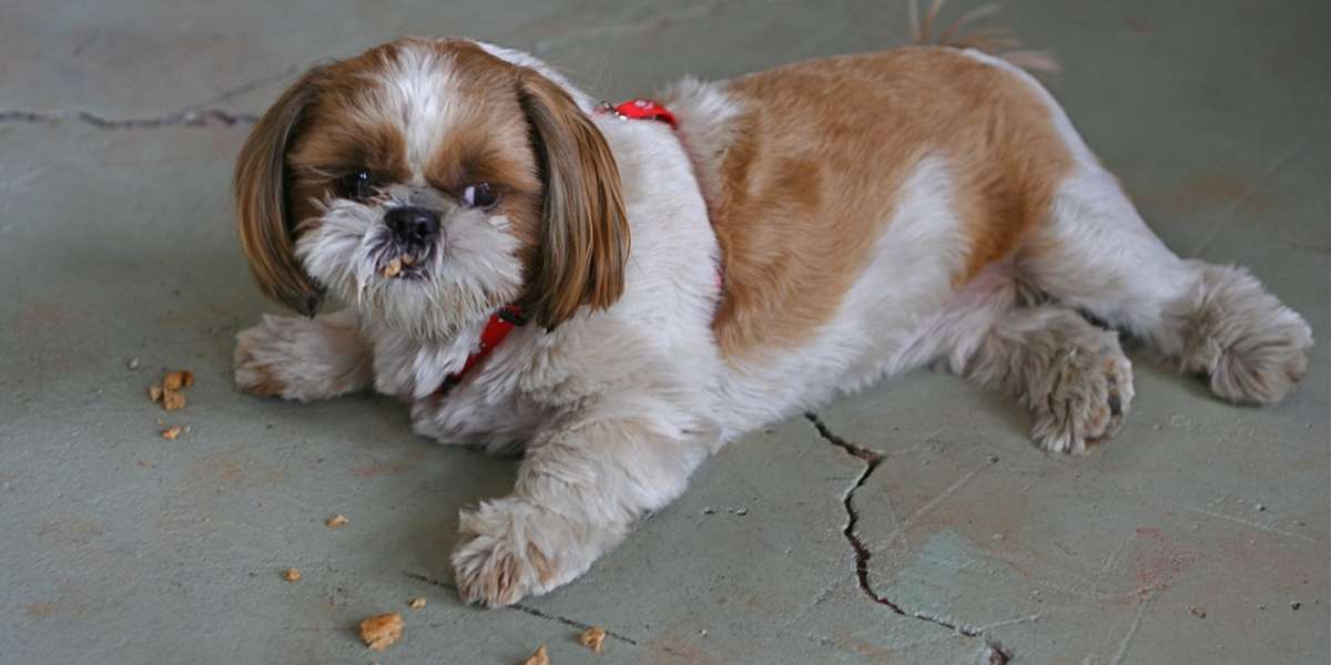 Why Do Dogs Take Their Food Away To Eat