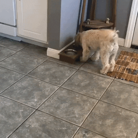 Why Does My Dog Take His Food Away From His Bowl To Eat It