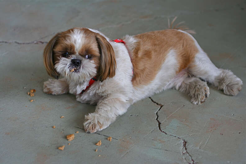 Why Do Dogs Walk Away From Their Bowl To Eat? - The Dodo