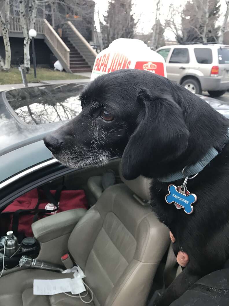 guy rescues dog while delivering pizzas