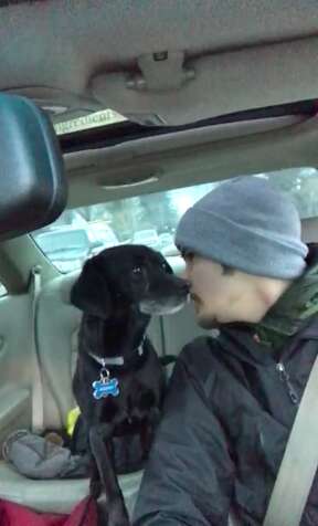 guy rescues dog while delivering pizzas