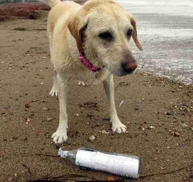 Dog Finds Message In A Bottle From Thousands Of Miles Away - The Dodo
