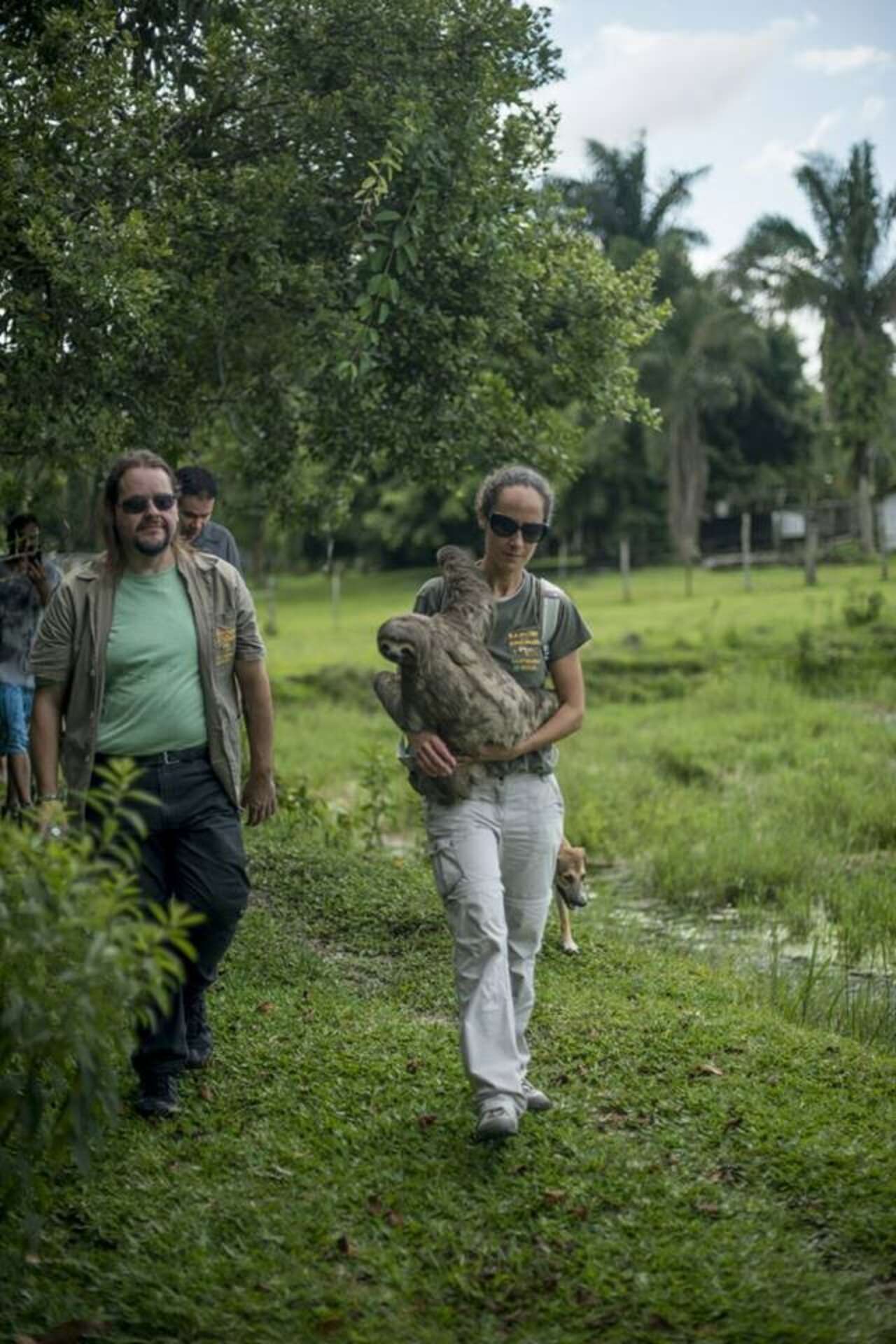 Stunning Photos Show Rescuers Saving A Sloth - The Dodo