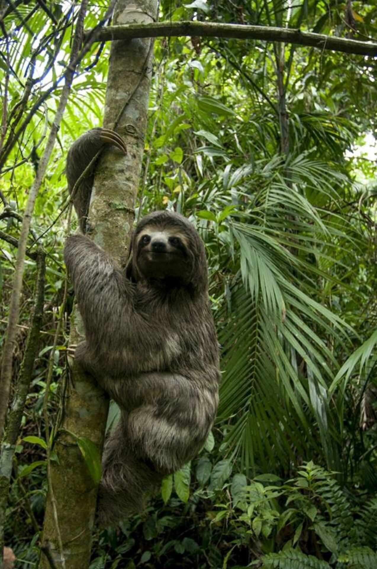 Stunning Photos Show Rescuers Saving A Sloth The Dodo