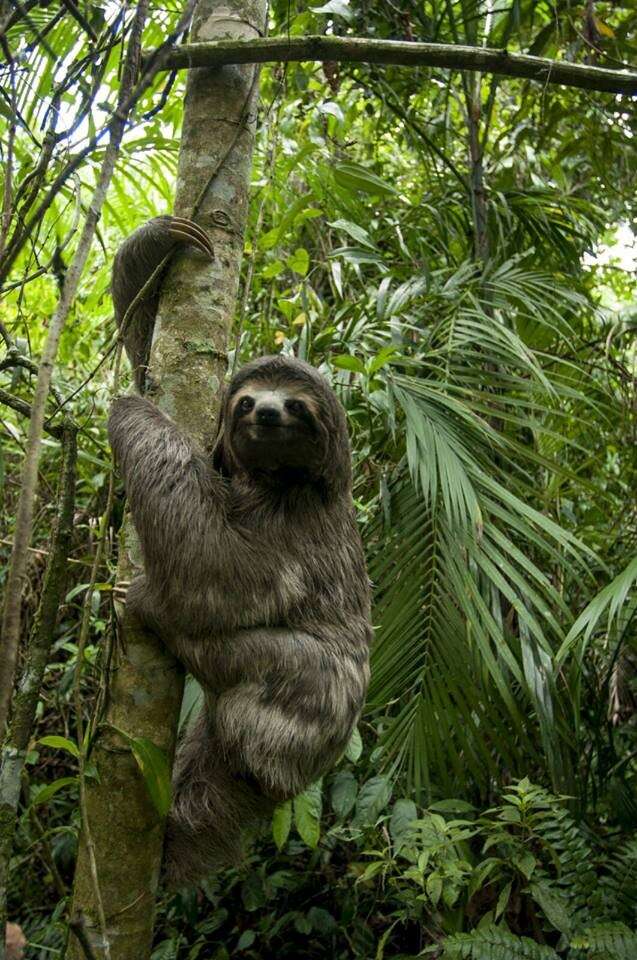 Stunning Photos Show Rescuers Saving A Sloth - The Dodo