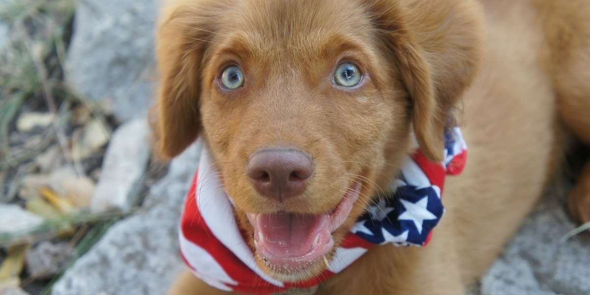 America's Top Dogs Does Your State Have An Official Canine? The Dodo