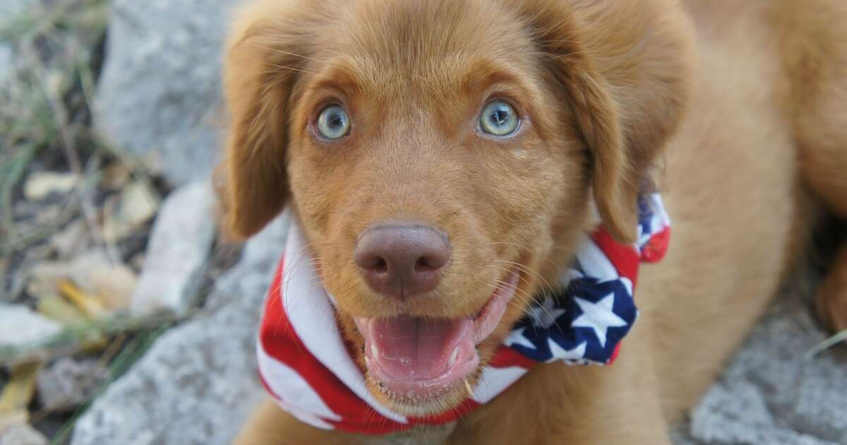 america-s-top-dogs-does-your-state-have-an-official-canine-the-dodo