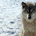 Government Wants To Remove Remaining Protections For Wolves