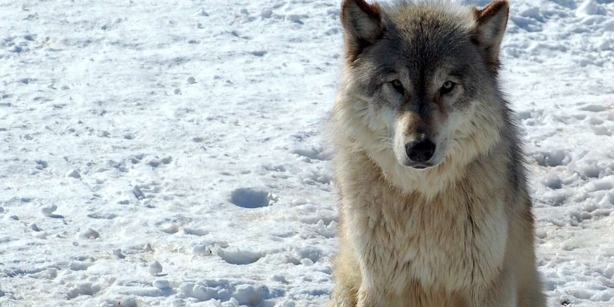 Government Wants To Remove Remaining Protections For Wolves - The Dodo