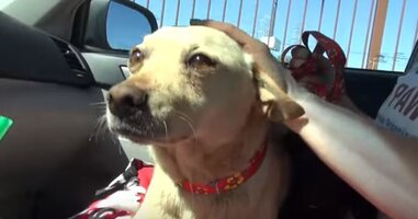 Abandoned Mother Just Wanted To Keep Her Last Puppy Safe - The Dodo
