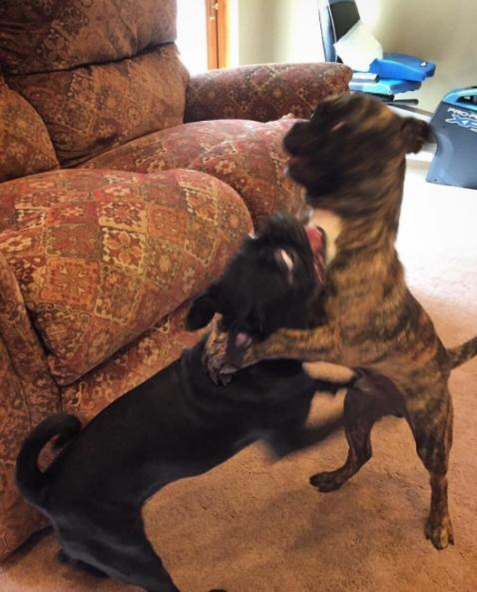 Dog Brothers Separated As Puppies Find Each Other Months Later The Dodo