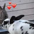 Wild Rabbit Falls Madly In Love With A Pet Bunny