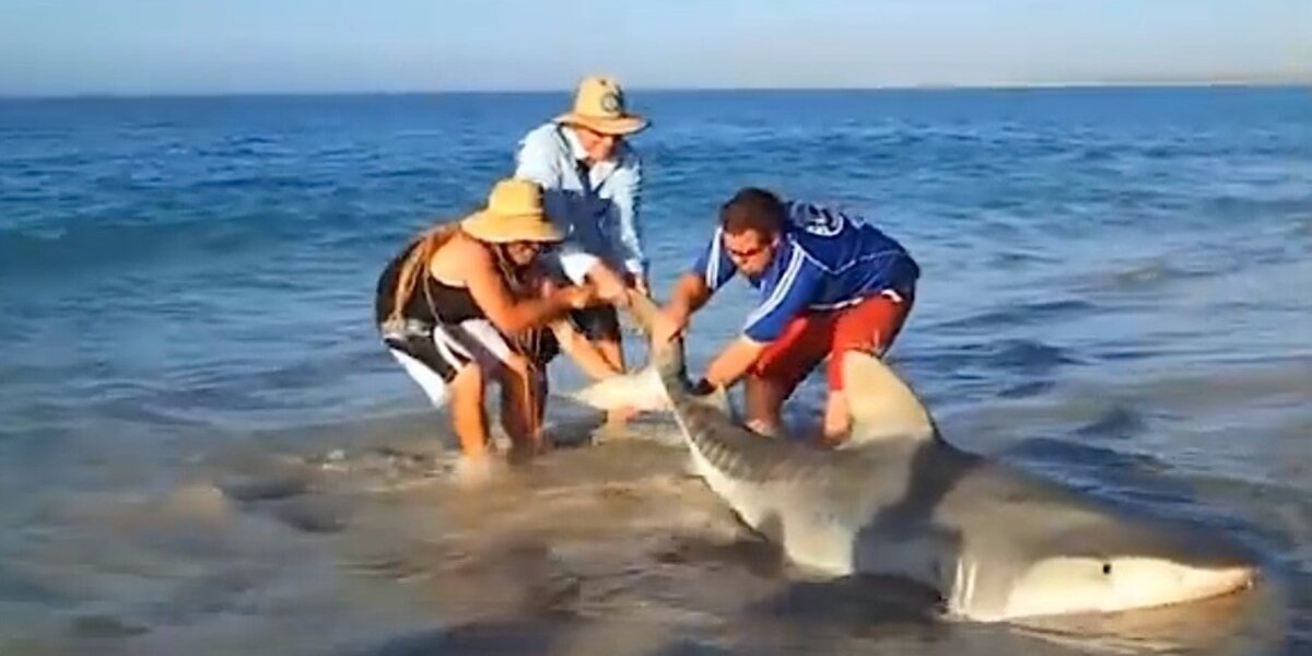 Fishermen Accidentally Catch A Shark, Then Risk Their Lives To Save It ...