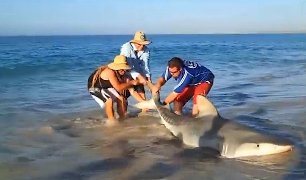 Fishermen Accidentally Catch A Shark, Then Risk Their Lives To Save It ...