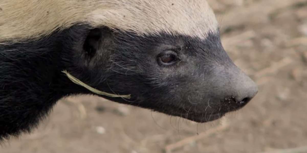 Video Escape Artist Honey Badger Refuses To Be Captive The Dodo 