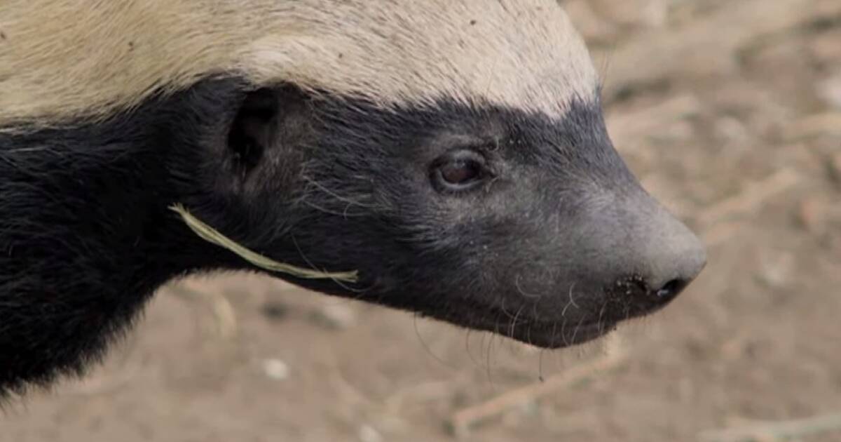 Rehomed Honey Badger Being Released Back Into the Wild Is Too Funny