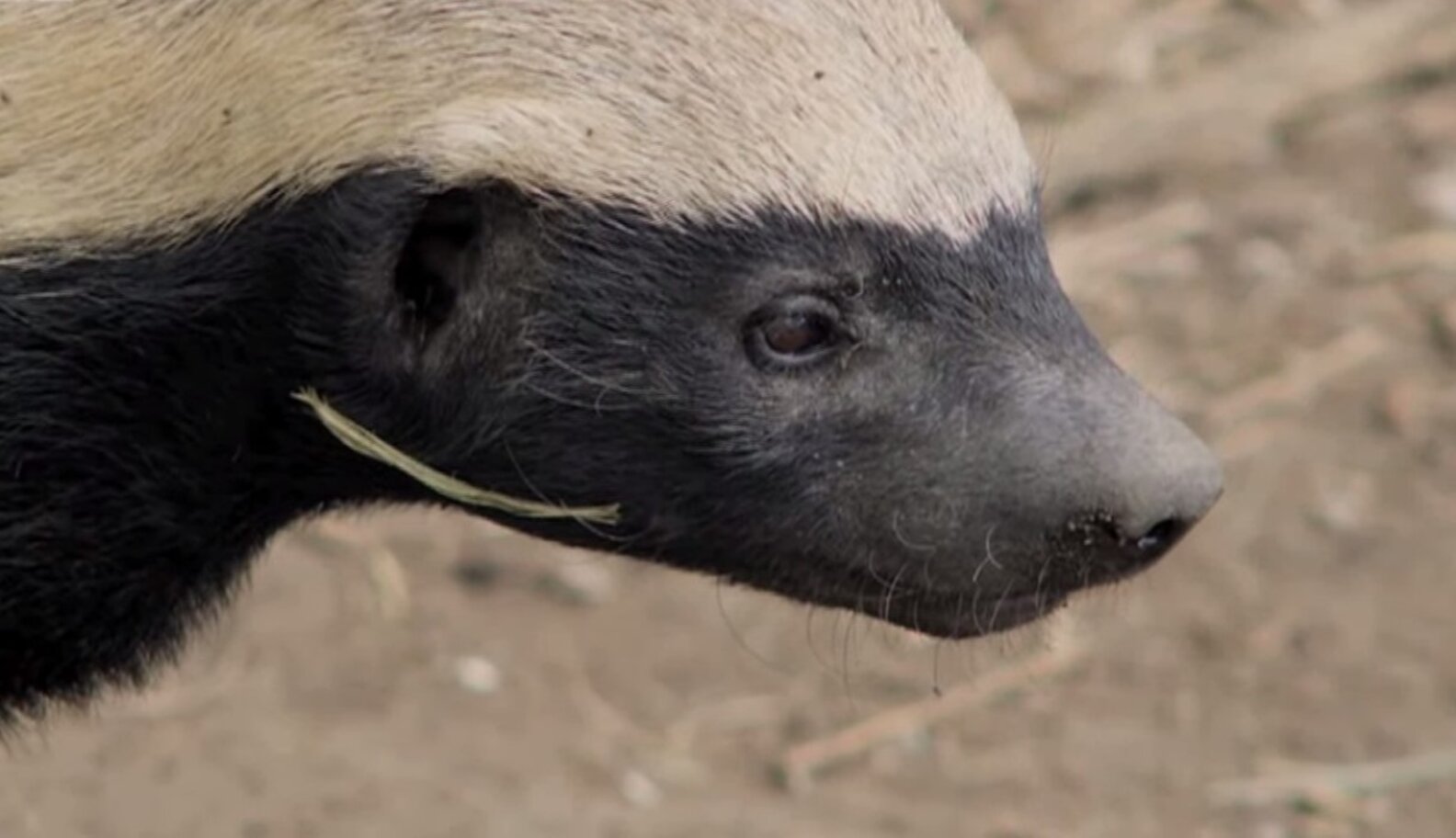 Video EscapeArtist Honey Badger Refuses To Be Captive The Dodo