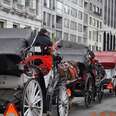 NYC's Handling Of Carriage Horse Death Raises Many Questions