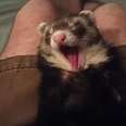 Ferret Really Wants To Stay Awake ... But It's Not Working