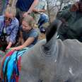 ​I Helped Cut The Horn Off A Rhino — To Save Her Life​
