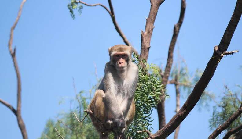 Monkey Sanctuary