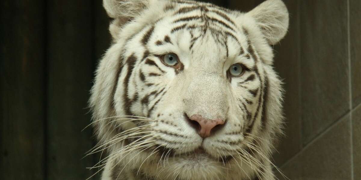 Congress Could Ban Exotic Animals In Circuses, Once And For All The Dodo